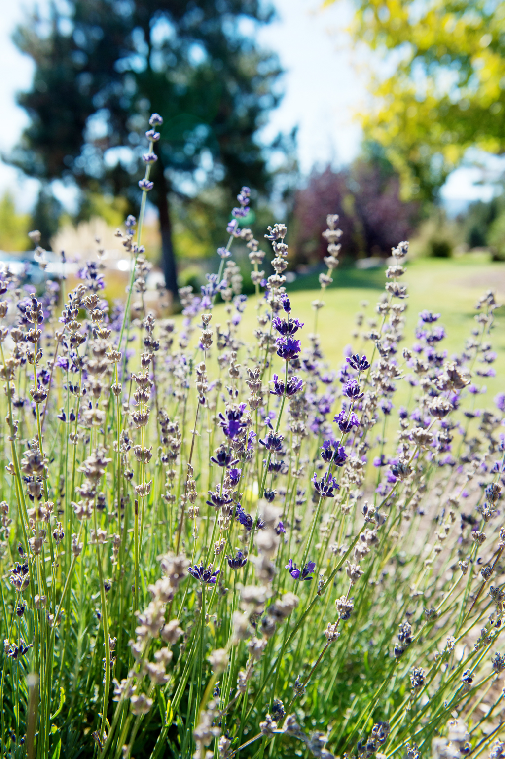lavender blooms on a golf course