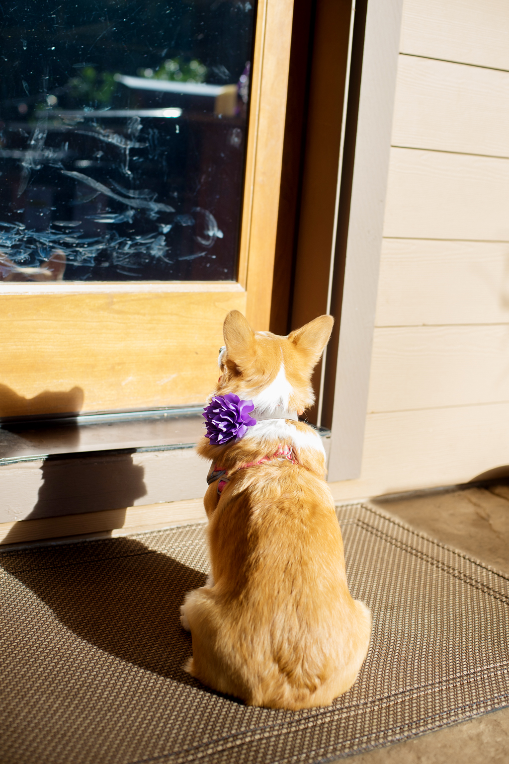 a corgi wears a purple flower for a wedding and sits at the back door waiting for someone to come outside