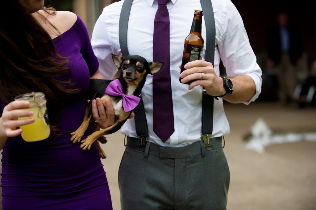 a tiny dachshund wears a purple wedding bowtie