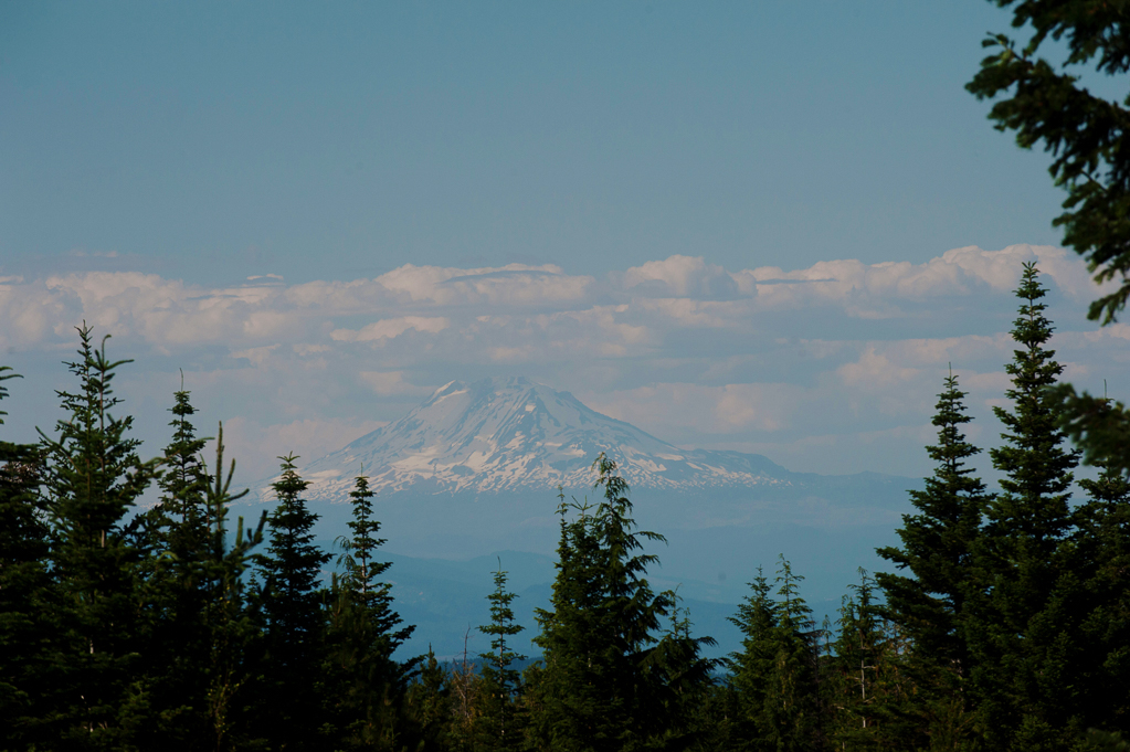 mount hood peeks over the trees in the distance