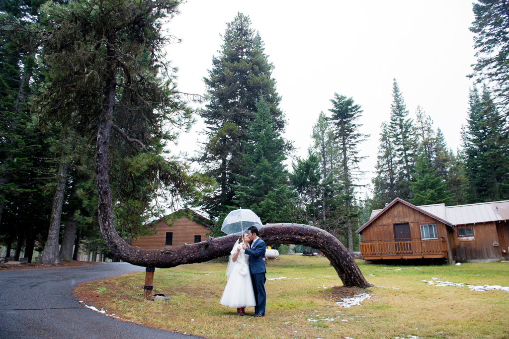 bride and groom kiss in front of a leaning crooked tree