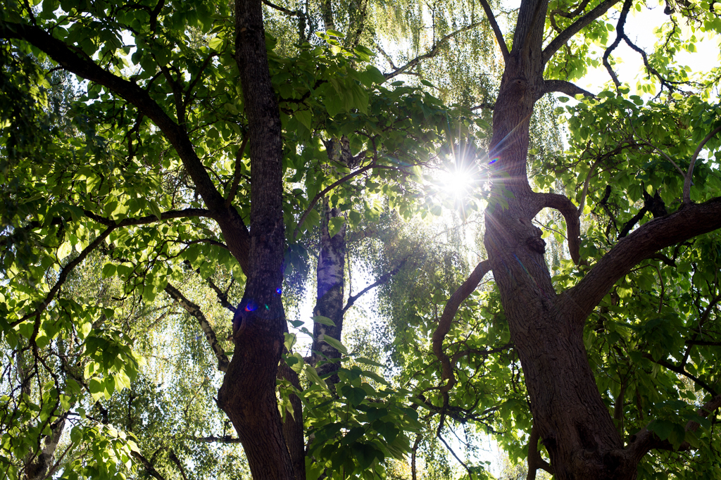 sun shines through the trees
