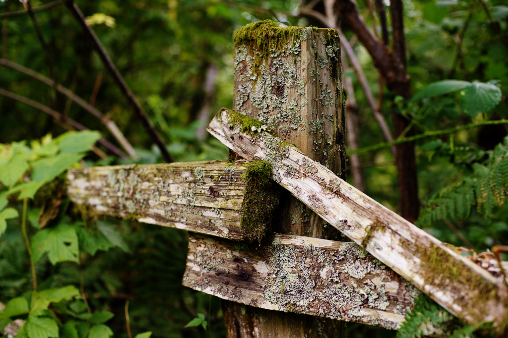 an old moss covered wooden fence in the woods