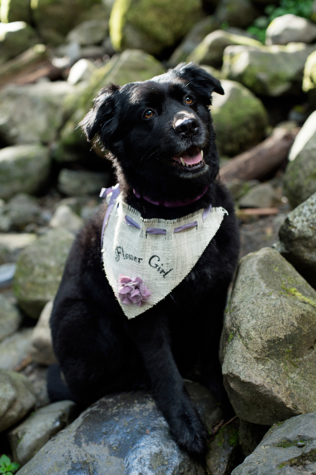 a dog wears a flower girl pendant around her neck