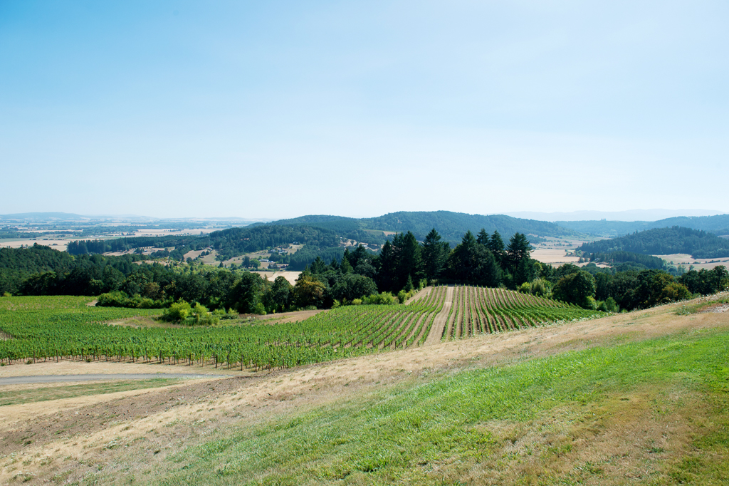 vineyard from youngberg hill