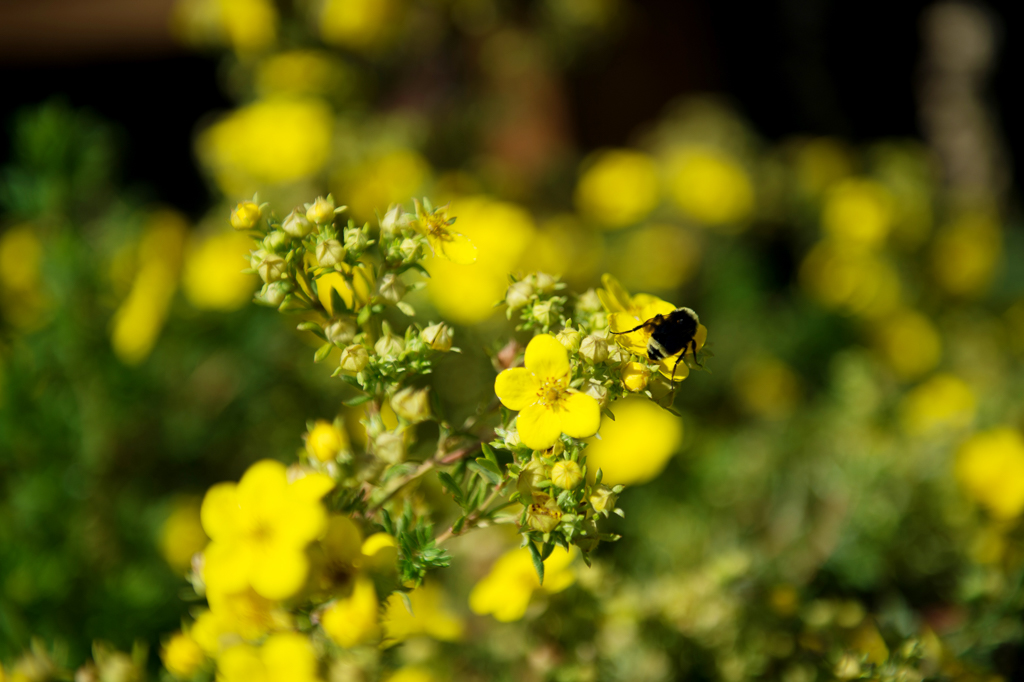 a bumblebee on bright yellow flowers