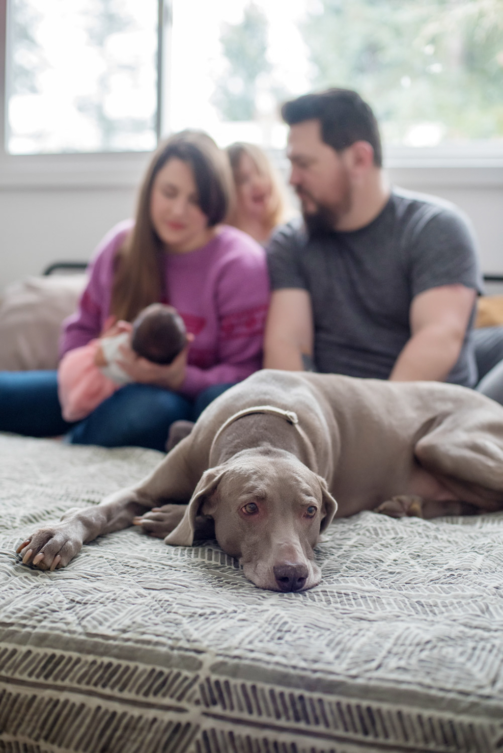 a weimaraner sits on the foot of a bed looking unamused while a mom dad and big sister play with newborn baby girl in the background